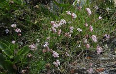 Asperula aristata