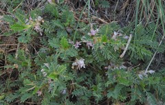 Astragalus sempervirens