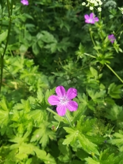 Geranium