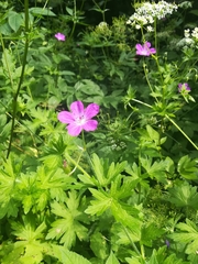 Geranium