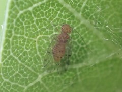 Ectopsocus californicus