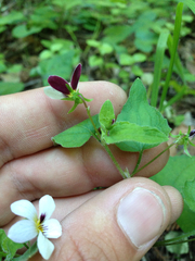 Viola ocellata