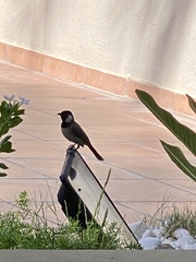 Pycnonotus leucotis