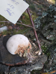 Fomitopsis