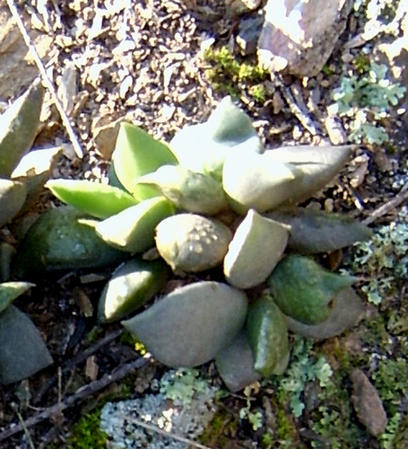 Anacampseros telephiastrum