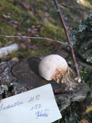 Fomitopsis