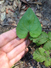 Viola ocellata
