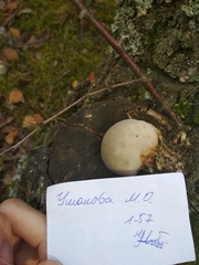 Fomitopsis