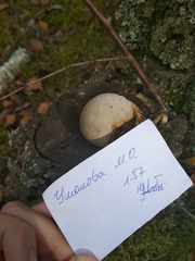 Fomitopsis