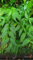 Cyclocodon lancifolius