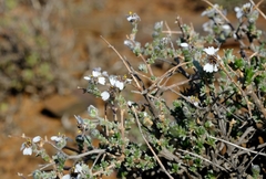 Eriocephalus brevifolius