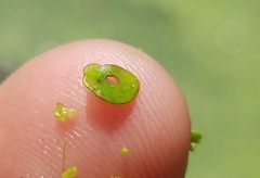 Spirodela polyrhiza