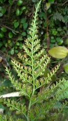 Asplenium ritoense