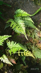 Asplenium ritoense