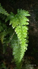 Asplenium ritoense