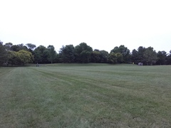 Vulpes vulpes fulvus