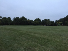 Vulpes vulpes fulvus