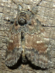 Peridea bordeloni