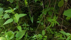 Scutellaria galericulata