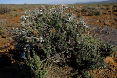 Eriocephalus brevifolius