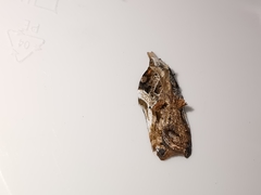 Acleris cristana