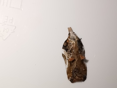 Acleris cristana