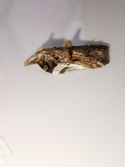 Acleris cristana