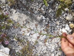 Scrophularia cretacea