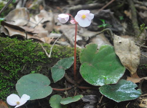 Section Reichenheimia · iNaturalist NZ