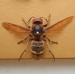 Vespa crabro