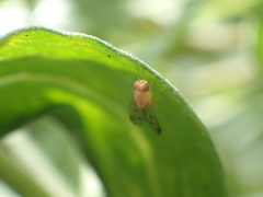 Homoneura occidentalis