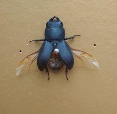 Dorcus parallelipipedus