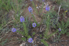 Veronica pinnata