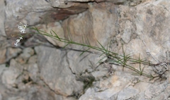 Asperula aristata