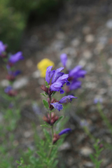 Dracocephalum peregrinum