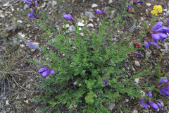 Dracocephalum peregrinum