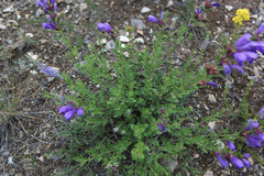 Dracocephalum peregrinum