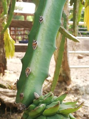 Selenicereus costaricensis