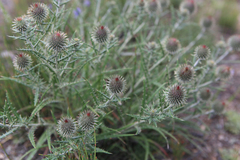 Ancathia igniaria