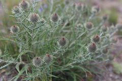Ancathia igniaria