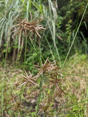 Cyperus flavidus