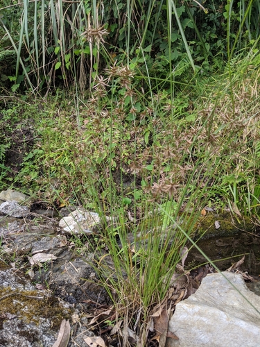 Image of Cyperus flavidus by (c) Cheng-Te Hsu, some rights reserved (CC BY)