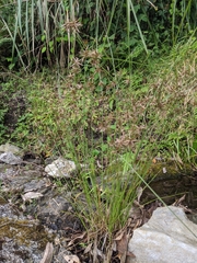Cyperus flavidus