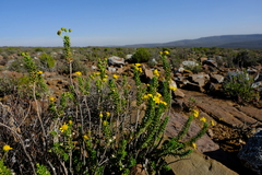Euryops sulcatus