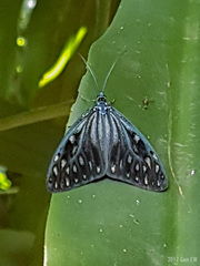 Cyclosia pieridoides