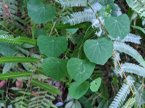 Stephania cephalantha