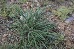 Ancathia igniaria