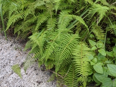 Amauropelta beddomei