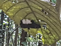 Tagiades calligana