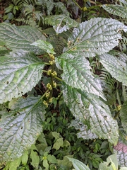 Paraphlomis javanica